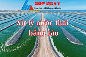 Xử lý nước thải bằng tảo