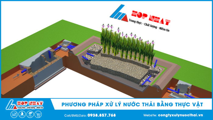 Phương pháp xử lý nước thải bằng thực vật