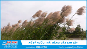 xử lý nước thải bằng cây lau sậy
