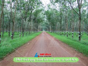 Phát triển quy trình sản xuất cao su sạch hơn