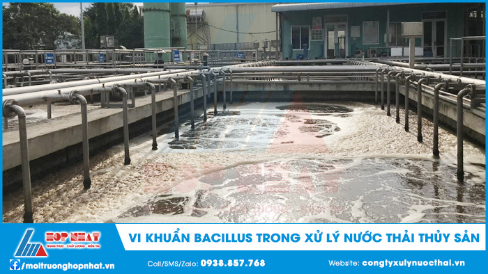 Vi khuẩn Bacillus trong xử lý nước thải thủy sản