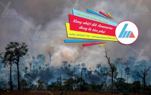 Rừng nhiệt đới Amazone đang bị tàn phá nặng nề