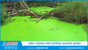 Hiện tượng phú dưỡng