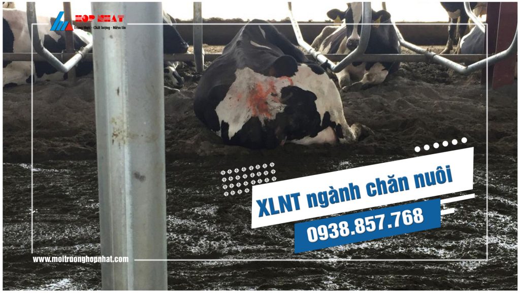 Phương án để XLNT ngành chăn nuôi với chi phí tốt