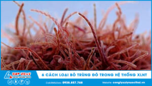 6 cách loại bỏ trùng đỏ trong HTXLNT