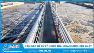 Làm sao để xử lý nước thải chăn nuôi hiệu quả?