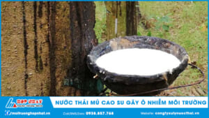 Nước thải mủ cao su gây ô nhiễm môi trường