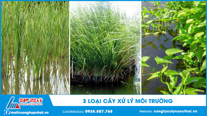 3 loại cây xử lý môi trường