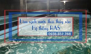 Làm sạch nước thải thủy sản nhờ hệ thống RAS