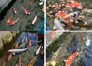 Nhật Bản và lối sống thân thiện với môi trường