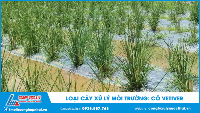 Cỏ Vetiver
