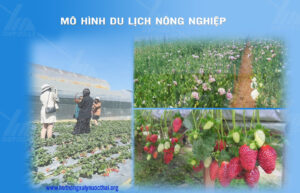 Các mô hình du lịch và nông nghiệp kết hợp