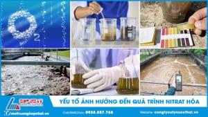 Yếu tố ảnh hưởng đến quá trình Nitrat hóa