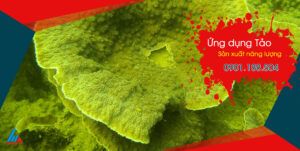 Ứng dụng tảo để sản xuất năng lượng