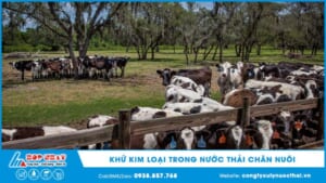 Khử kim loại trong nước thải chăn nuôi