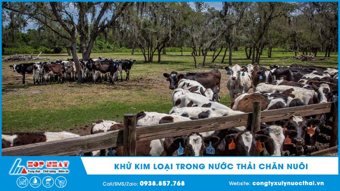 Khử kim loại trong nước thải chăn nuôi