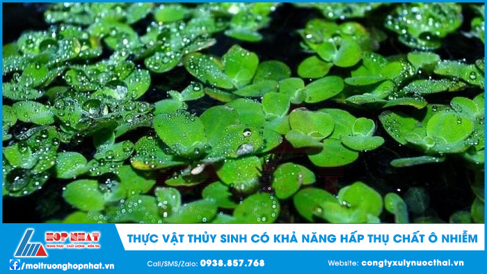 Thực vật thủy sinh