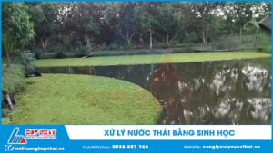 Xử lý nước thải bằng sinh học