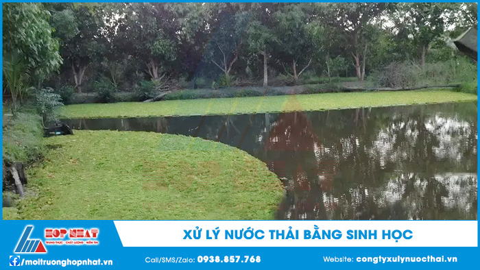 Xử lý nước thải bằng sinh học