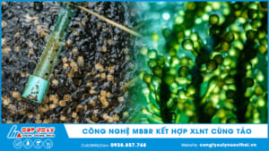 Công nghệ MBBR kết hợp XLNT cùng tảo