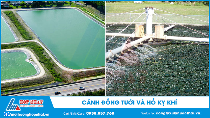 Cánh đồng tưới và hồ kỵ khí