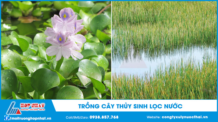Trồng cây thủy sinh lọc nước