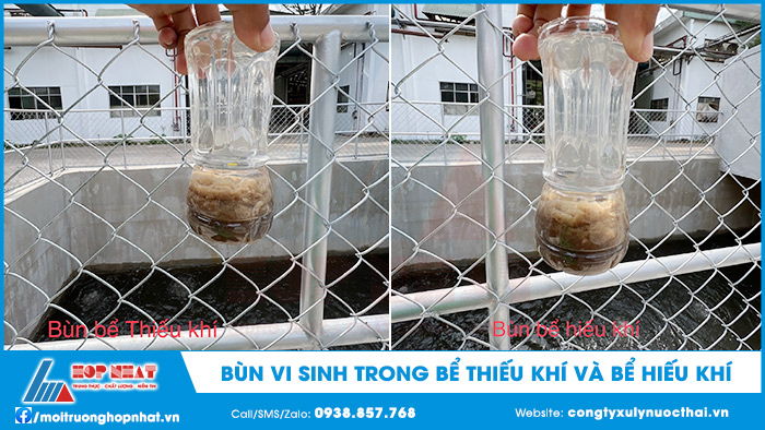 Bùn vi sinh trong bể thiếu khí và bể hiếu khí